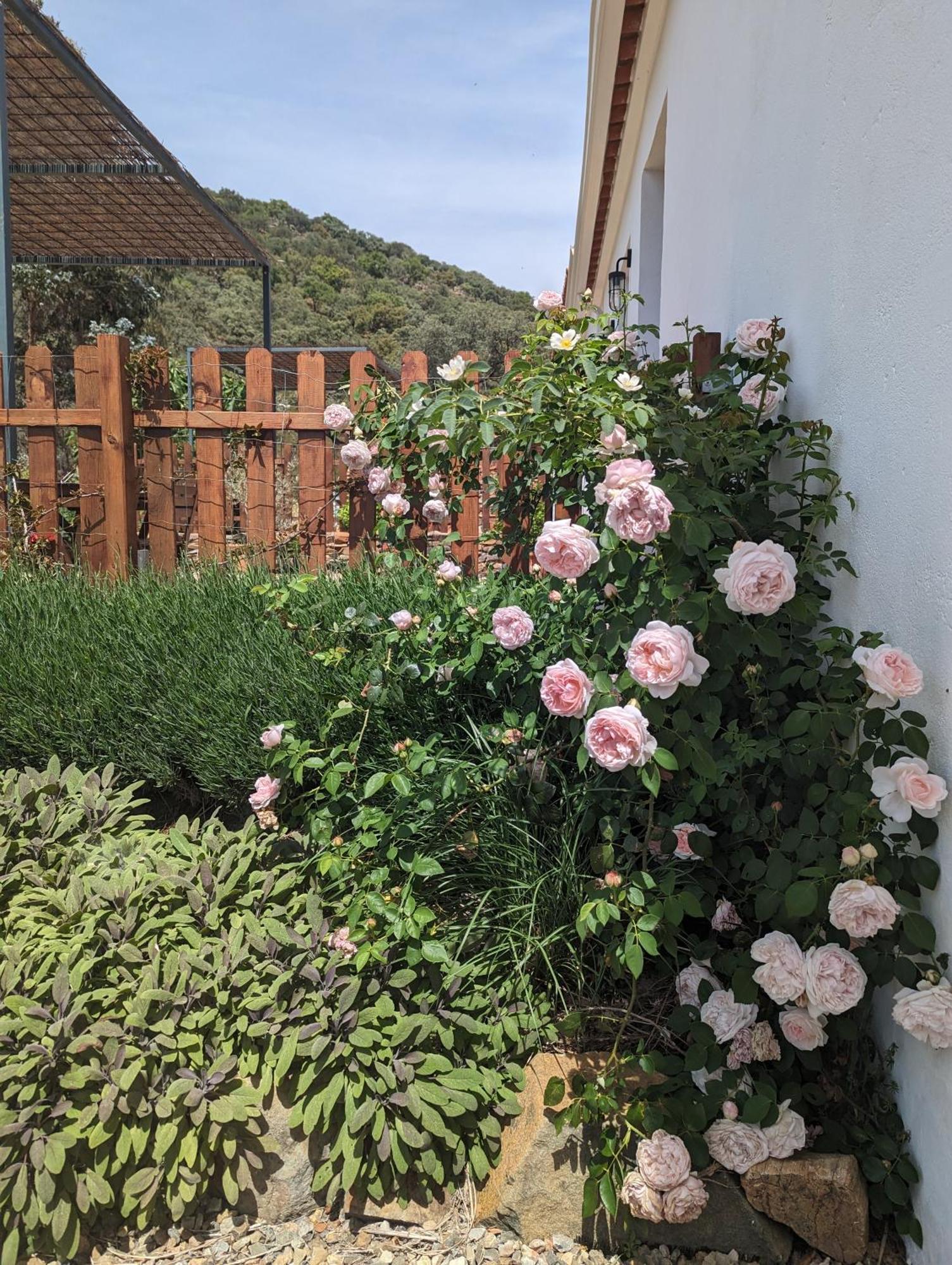 Finca Bravo Cortegana Exterior foto